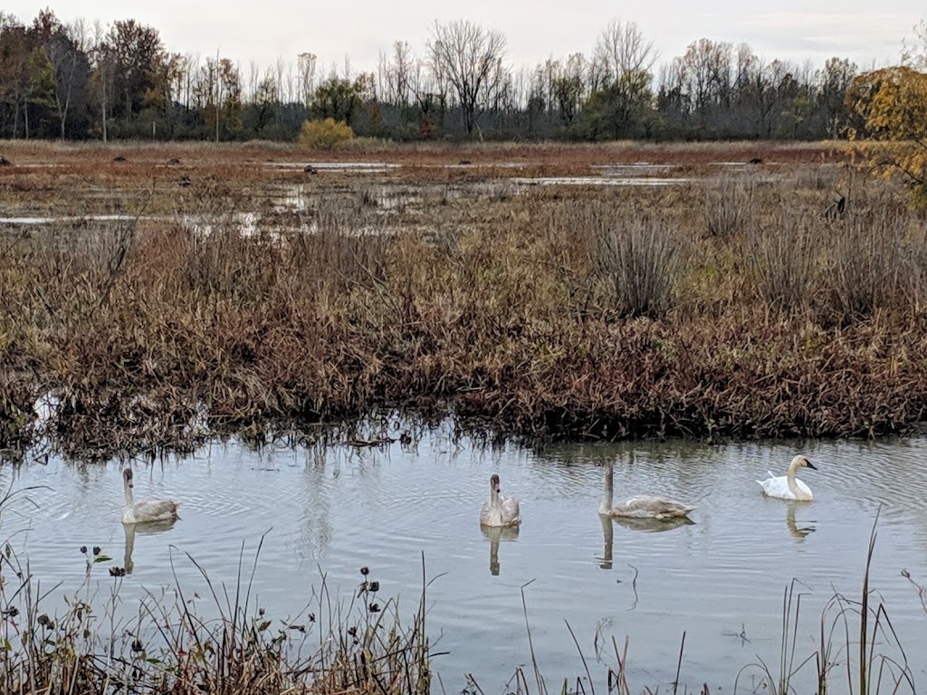 Ottawa National Wildlife Refuge Visitor Center | 14000 OH-2, Oak Harbor, OH 43449, USA | Phone: (419) 898-0014