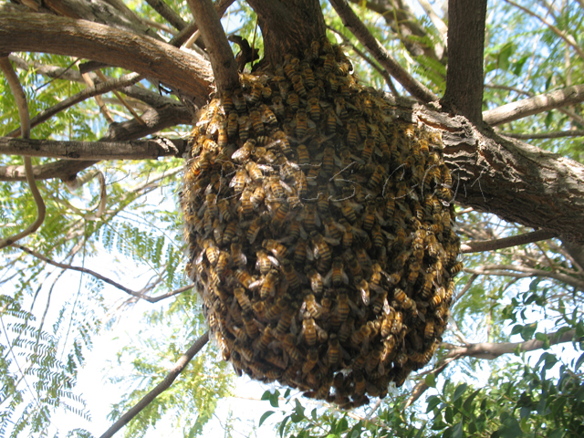 Phoenix Bee Removal | 9665 E Del Monte Ave, Gold Canyon, AZ 85118, USA | Phone: (480) 612-1620