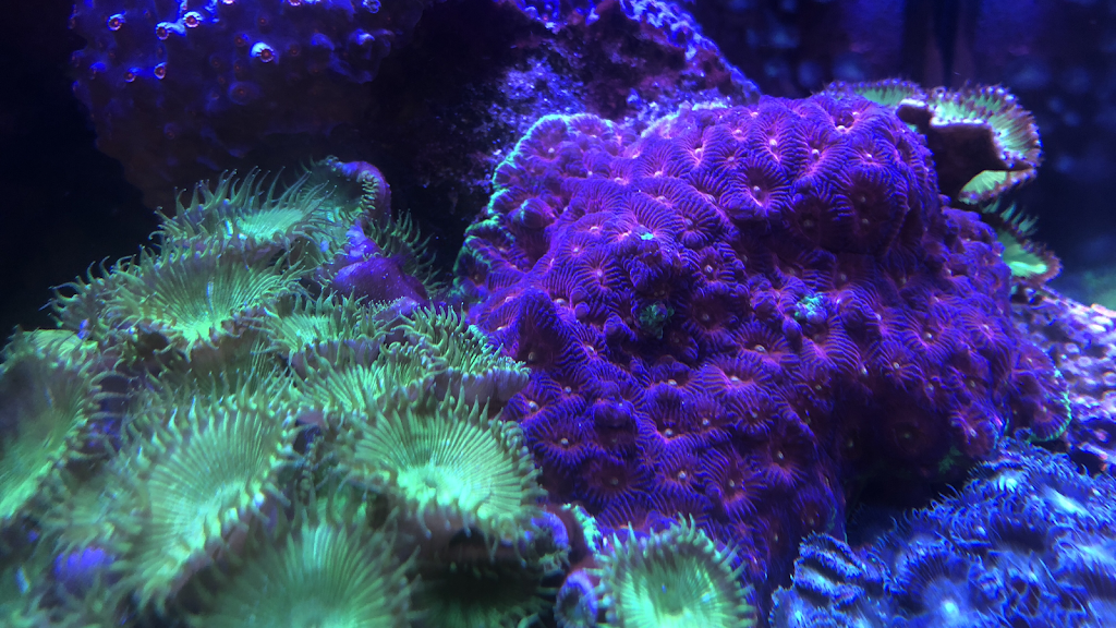 Rift 2 Reef Aquatics | 2250 Justin Rd #116, Highland Village, TX 75077, USA | Phone: (972) 317-2341