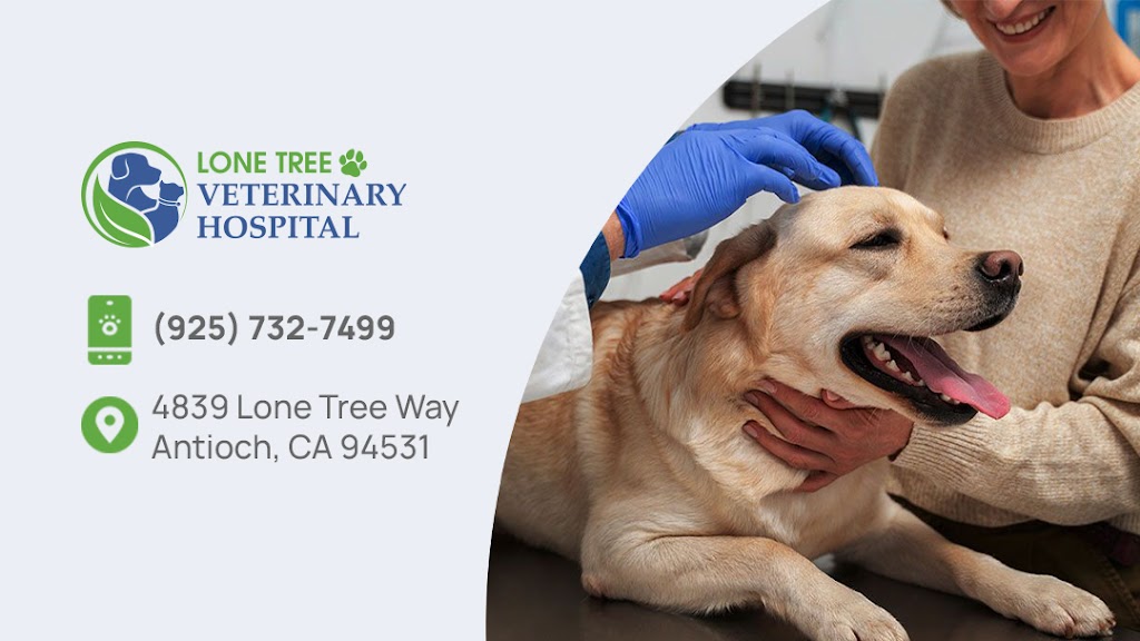 Lone Tree Veterinary Hospital | 4839 Lone Tree Wy Suite B, Antioch, CA 94531, USA | Phone: (925) 732-7499