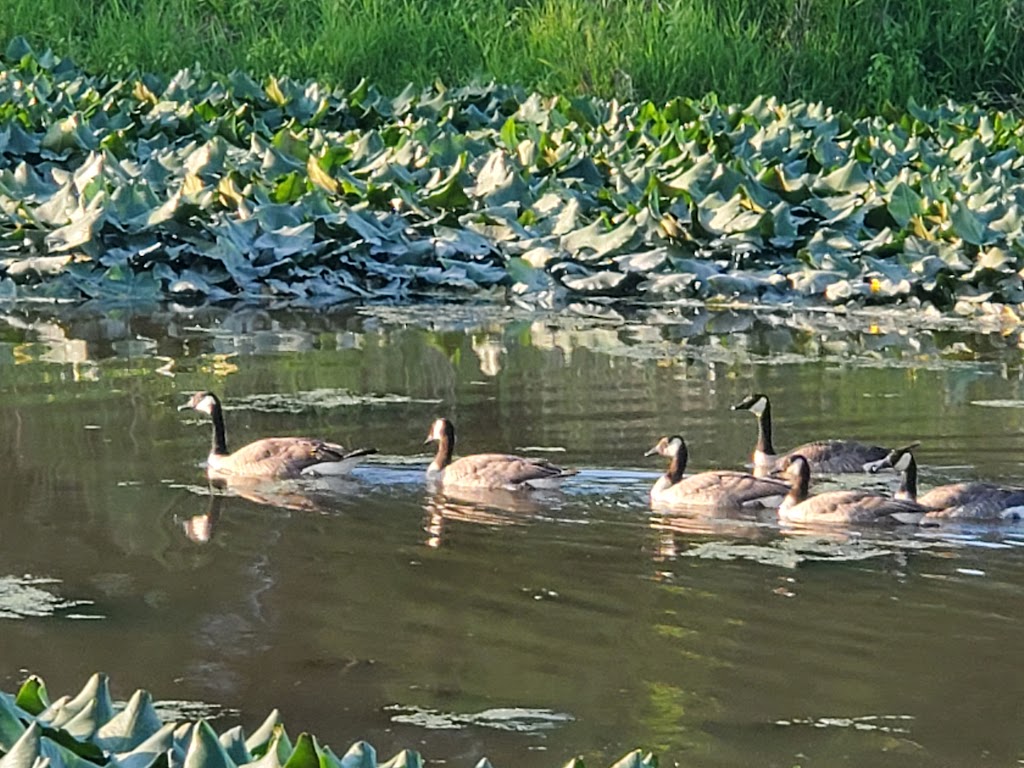 Bethany Lake Park | 5061 NW 185th Ave, Portland, OR 97229, USA | Phone: (503) 645-6433