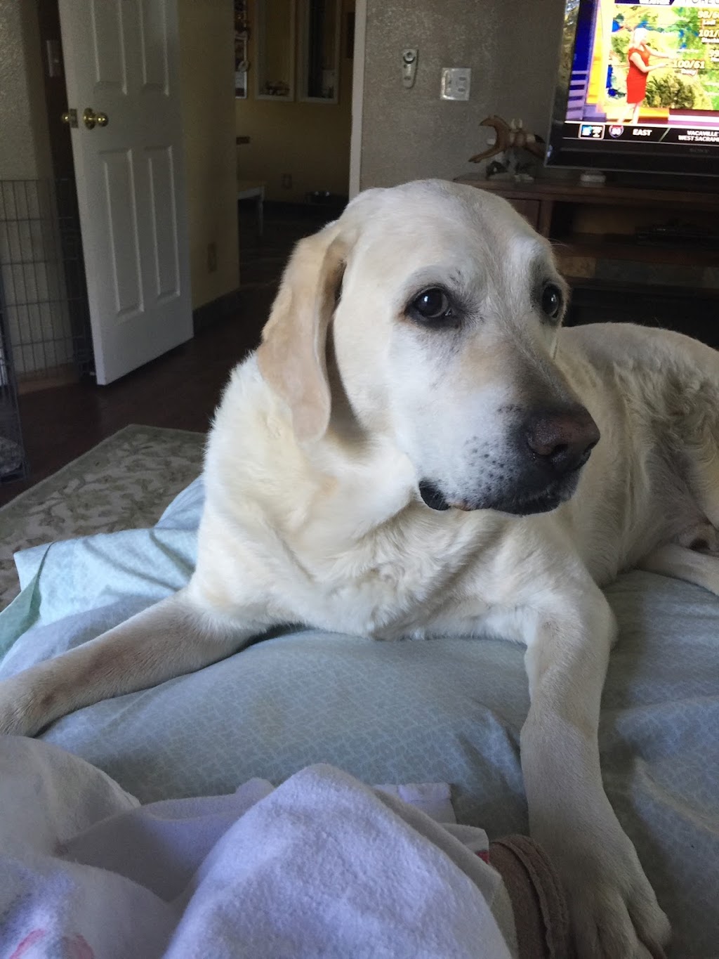 Pleasant Valley Pet Clinic | 4561 Pleasant Valley Rd, Placerville, CA 95667, USA | Phone: (530) 644-2424