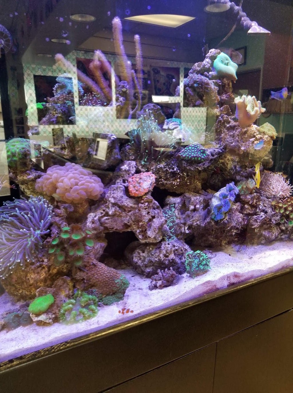 Exotic Fish & Corals | 804 E Lincoln Ave, Orange, CA 92865, USA | Phone: (714) 771-2073