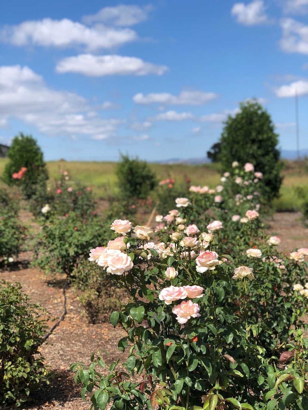 Rosary Garden | 3323 CA-67, Ramona, CA 92065, USA | Phone: (760) 533-5360