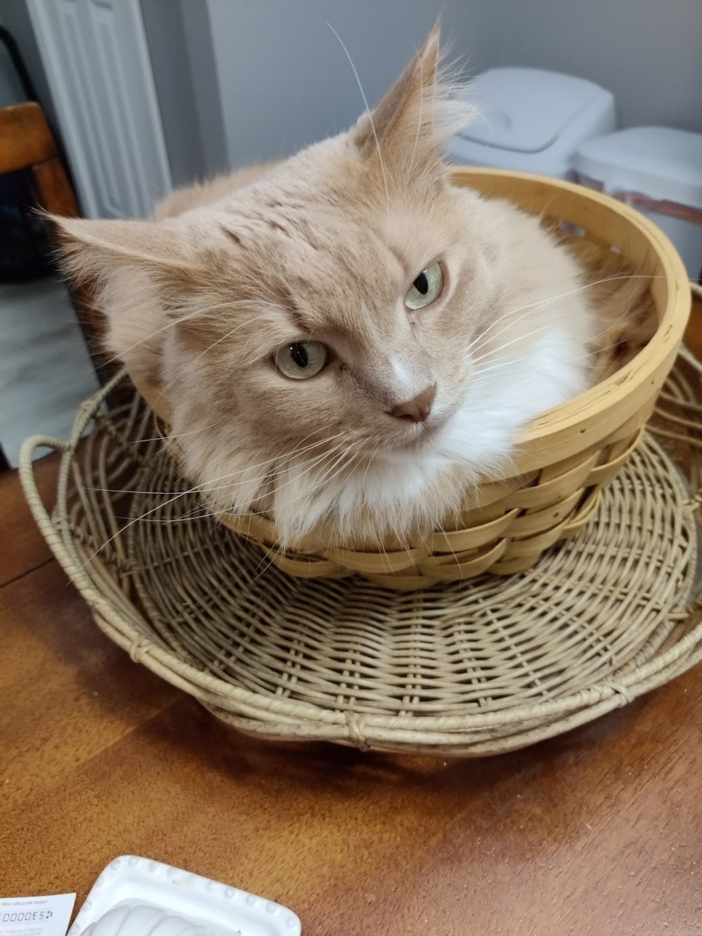 Gentle Doctor Veterinary Clinic | 4134 W County Rd 42 W, Savage, MN 55378, USA | Phone: (952) 895-8486