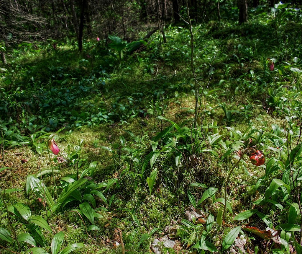 Sapa Spruce Bog State Natural Area | 3175 Blue Goose Rd, Saukville, WI 53080, USA | Phone: (888) 936-7463