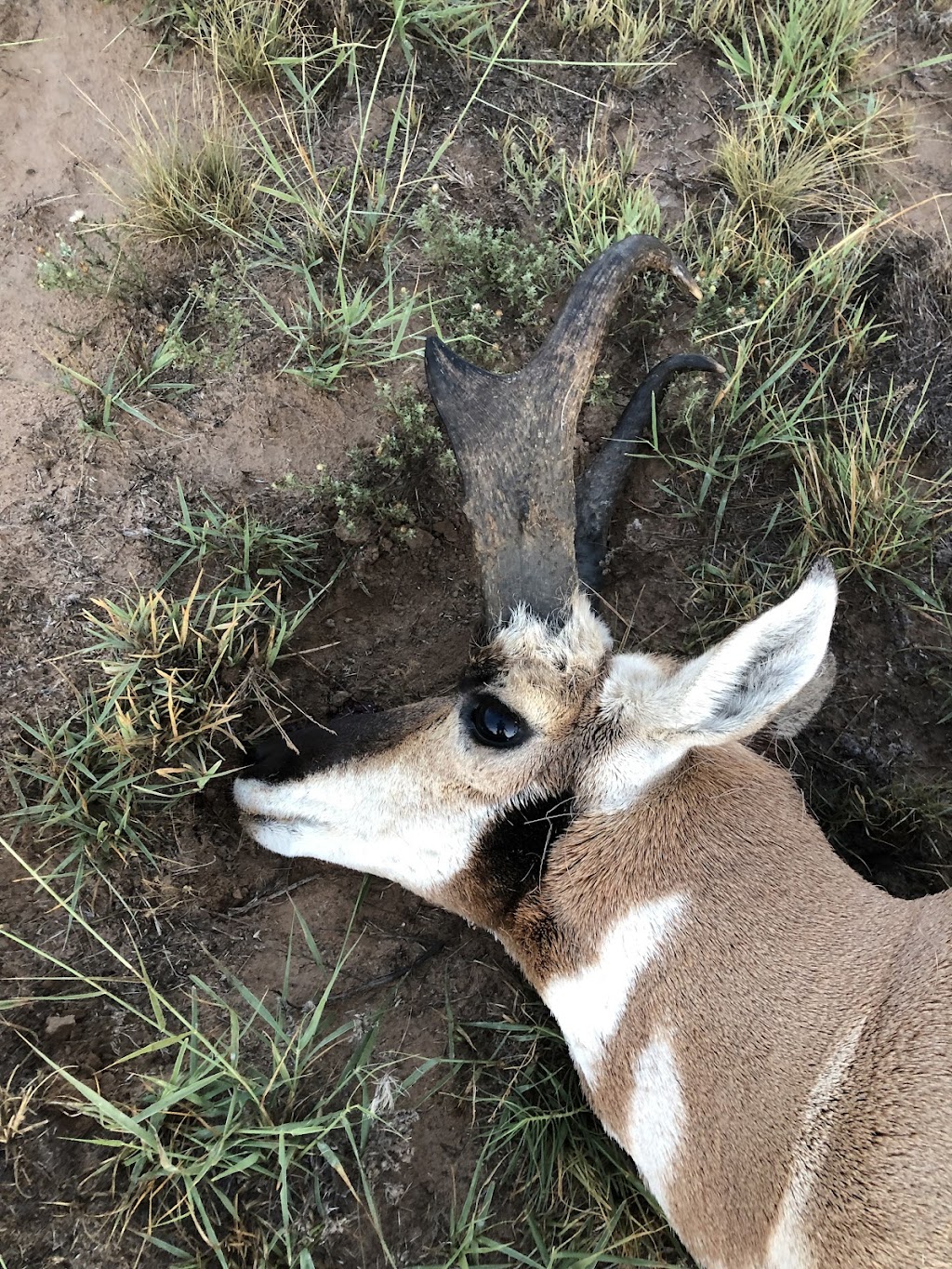 Bugling Bull Outfitters | 134a Maestas Rd, Belen, NM 87002, USA | Phone: (505) 350-8762