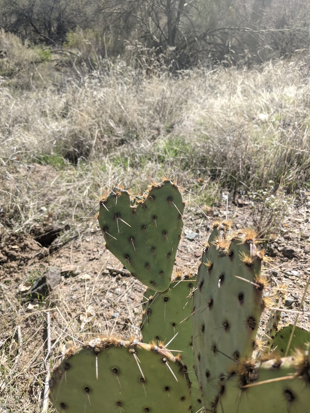 Jewel of the Creek Preserve | Cave Creek, AZ 85331, USA | Phone: (480) 488-6131