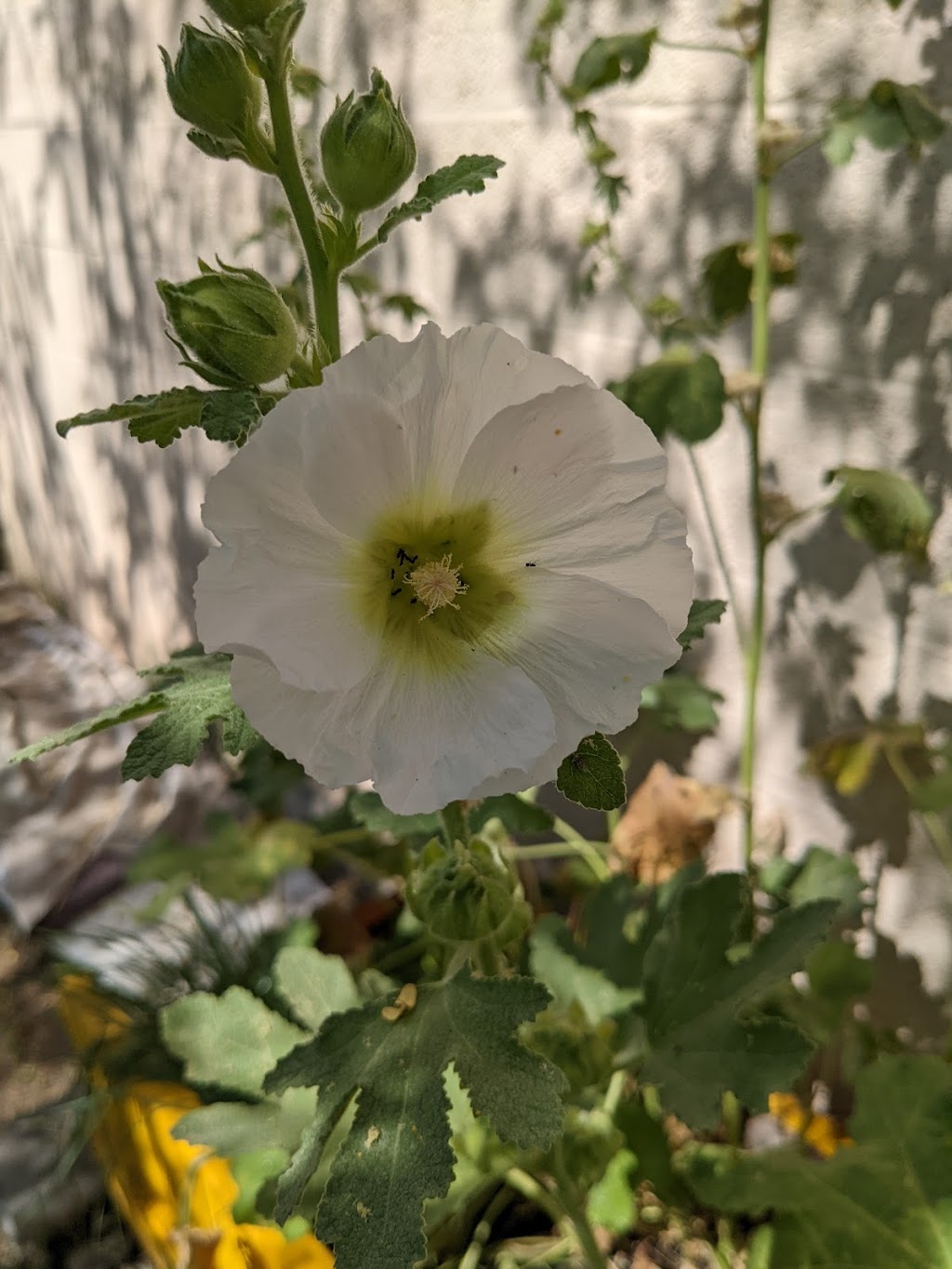 Keep Phoenix Beautiful Garden at Pierson Street | 1822 W Pierson St, Phoenix, AZ 85015, USA | Phone: (602) 314-6445