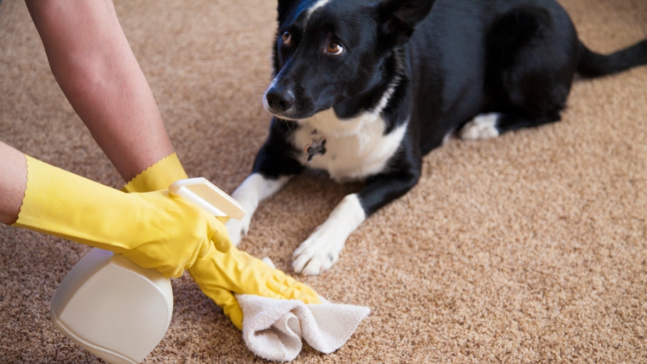 Refresh Carpet Cleaning | 4401 N Frankford Ave bldg 6, Lubbock, TX 79416, USA | Phone: (806) 792-4643