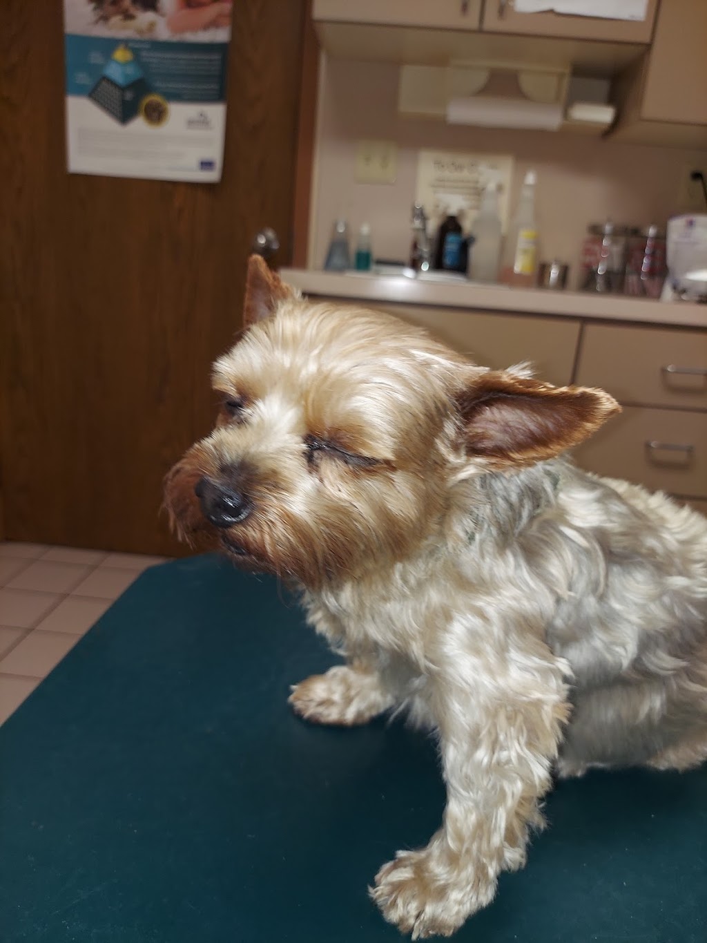 Apple Lane Animal Hospital | 2909 Apple Ln, Hutchinson, KS 67502 | Phone: (620) 662-0515