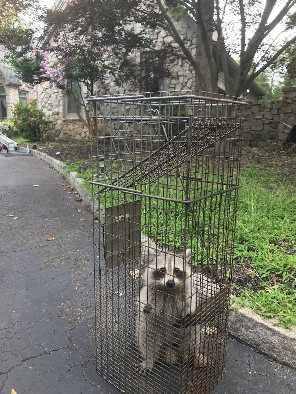 A Bad Critter Raccoon & Squirrel Removal | 931 Old Indian Mills Rd, Tabernacle, NJ 08088, USA | Phone: (609) 374-6794