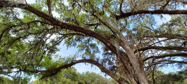 Flea market | 2738 Gall Blvd, Zephyrhills, FL 33541, USA | Phone: (813) 355-6074