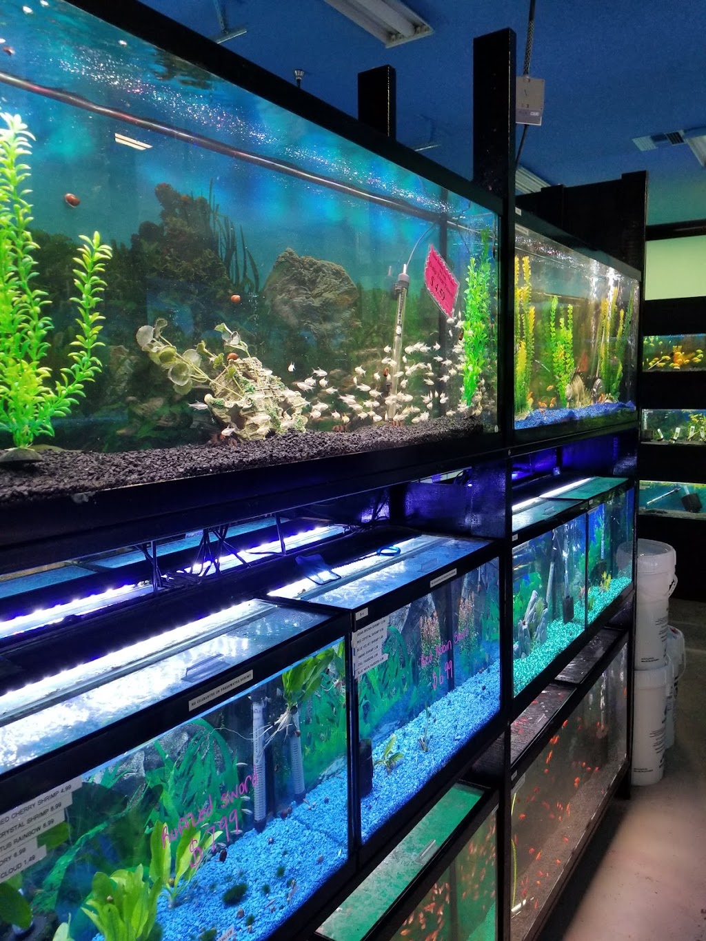 Tropical Fish World & Pets | 22816 WA-410, Bonney Lake, WA 98391, USA | Phone: (253) 863-8544