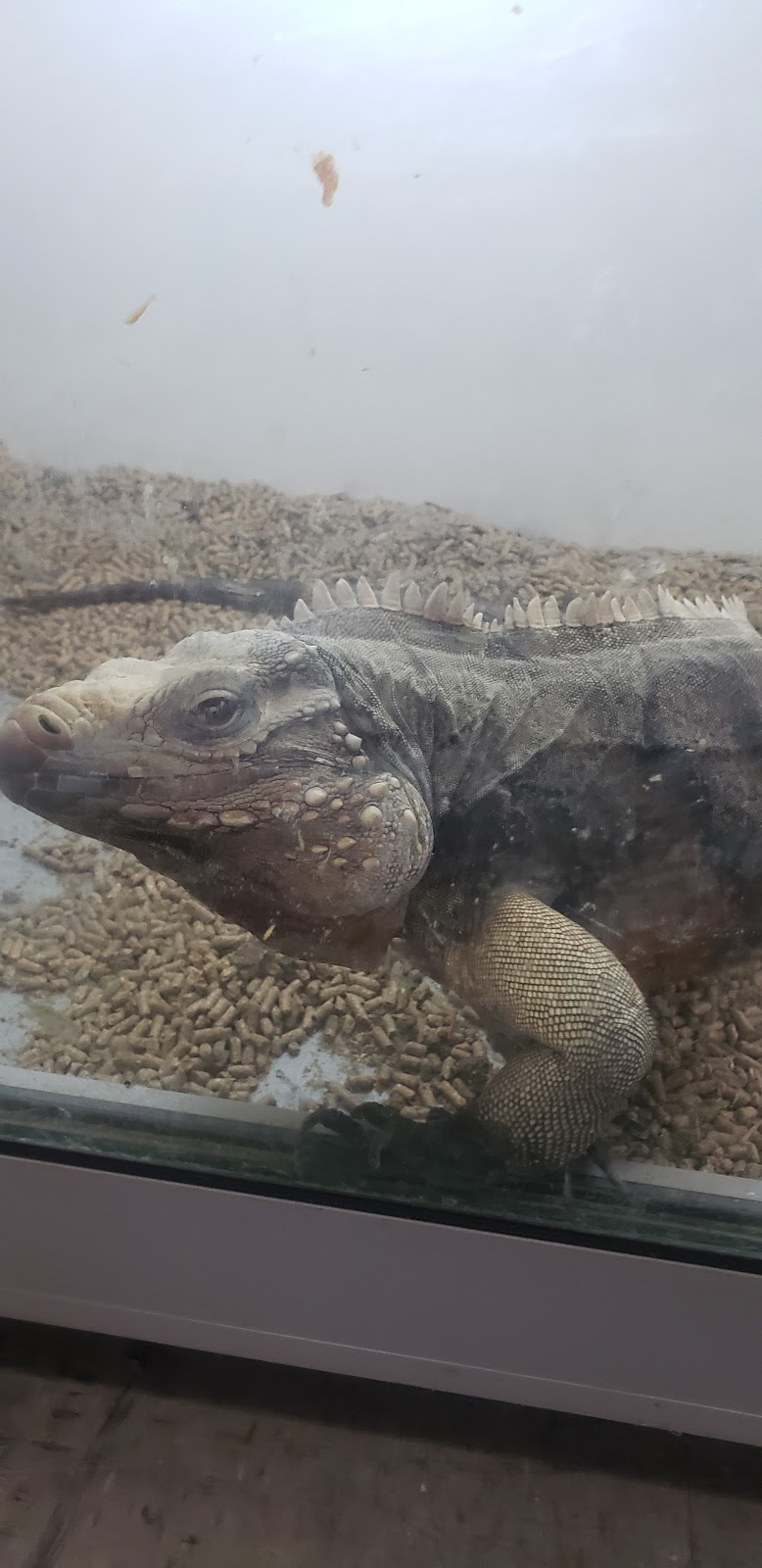 La Habra Exotic Pets | 1919 W La Habra Blvd, La Habra, CA 90631, USA | Phone: (562) 697-7110