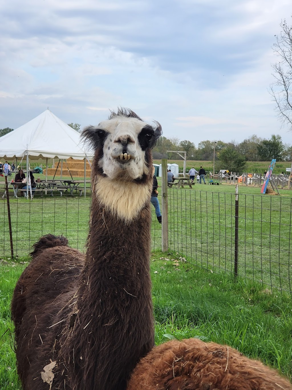 CornFun Corn Maze Adventure And Pumpkin Patch | 9391 Lindsey Ln, Casco, MI 48064, USA | Phone: (586) 365-9401