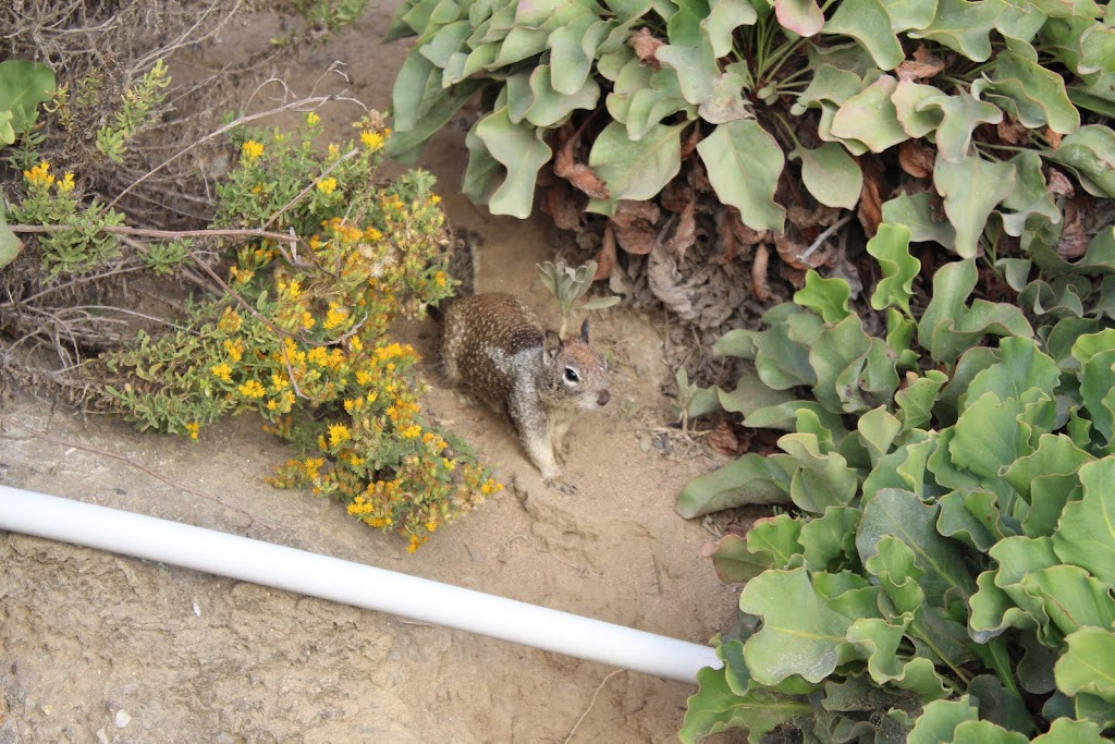 Carlsbad State Beach | 4353, Carlsbad Blvd, Carlsbad, CA 92008, USA | Phone: (760) 720-7001