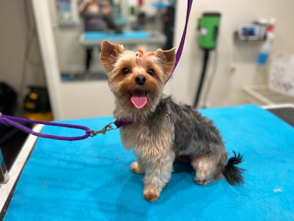 Grooming by Lacy | 1316 Teacup Spring Ct, Wake Forest, NC 27587, USA | Phone: (919) 810-6063