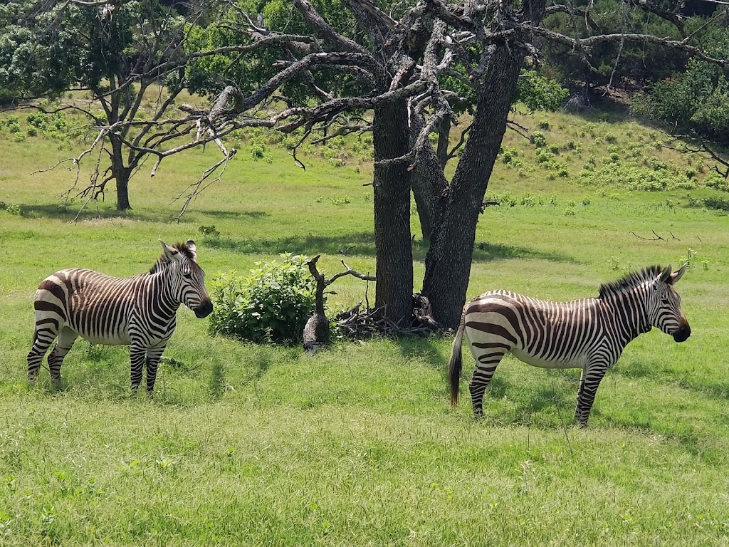 Fossil Rim Wildlife Center-Childrens Animal Center | 1789 Co Rd 2009, Glen Rose, TX 76043, USA | Phone: (254) 897-2960