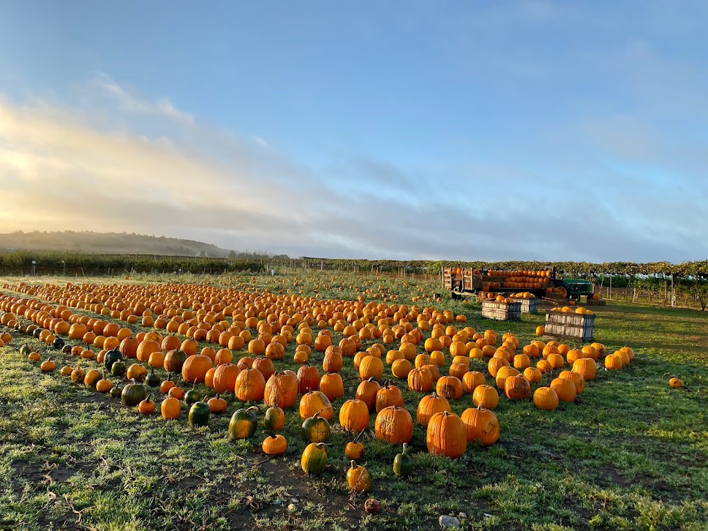 Belkin Family Lookout Farm - U-Pick Fruit, Dining & Market | 89 Pleasant St S, Natick, MA 01760, USA | Phone: (508) 745-3697