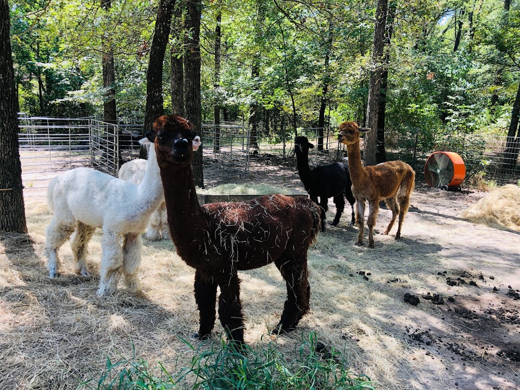 Timber Lodge Alpacas | 1241 Brooks Ln, Kaufman, TX 75142, USA | Phone: (972) 962-8317