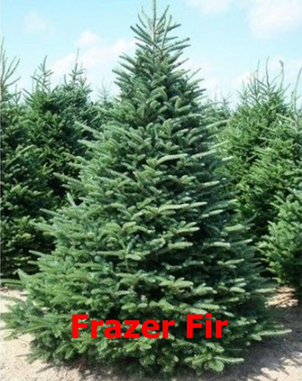 Ricks Christmas Trees | 401 Main St, Grafton, OH 44044, USA | Phone: (440) 346-7252