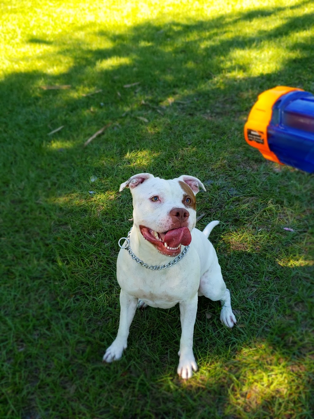 Rowlett Dog Park | 8401-8549 N Rowlett Park Dr, Tampa, FL 33604, USA | Phone: (813) 274-8615