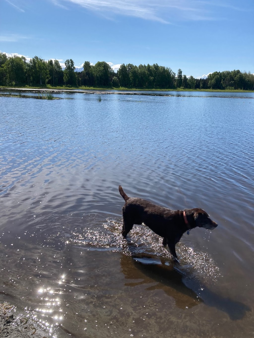 Connors Bog Dog Park | 5404 Jewel Lake Rd, Anchorage, AK 99517, USA | Phone: (907) 343-4355