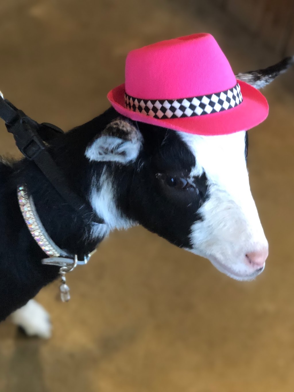 Ruff Life Dog Boutique | 2514 Alpine Blvd, Alpine, CA 91901, USA | Phone: (619) 987-5996 Ruff Life Dog Boutique | 2514 Alpine Blvd, Alpine, CA 91901, USA | Phone: (619) 987-5996