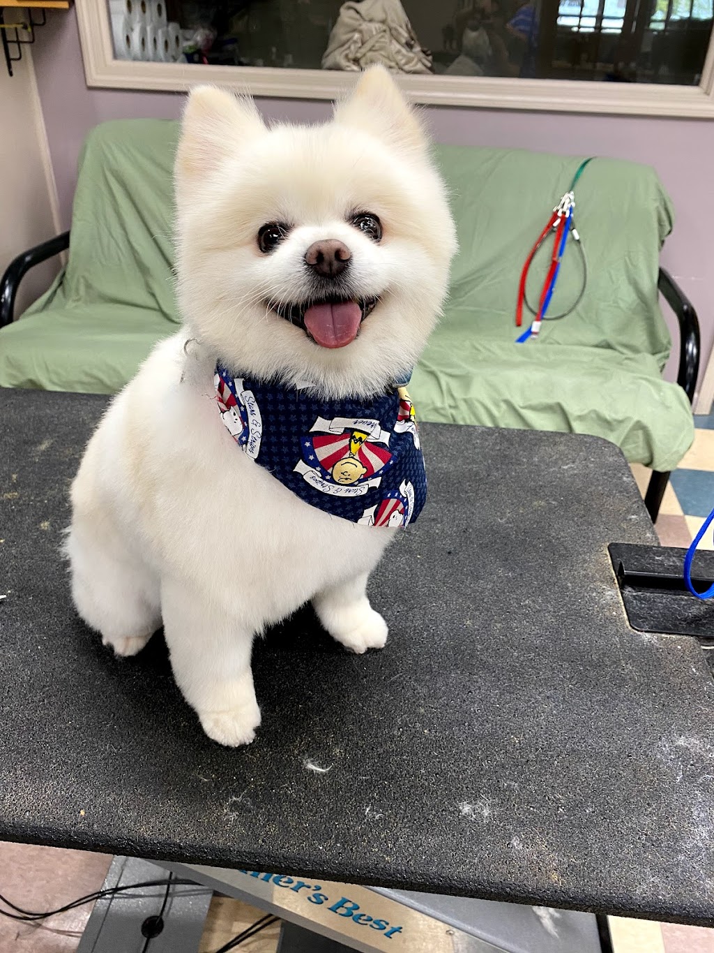 Good Groomer | 36147 Plymouth Rd, Livonia, MI 48150 | Phone: (734) 855-4811