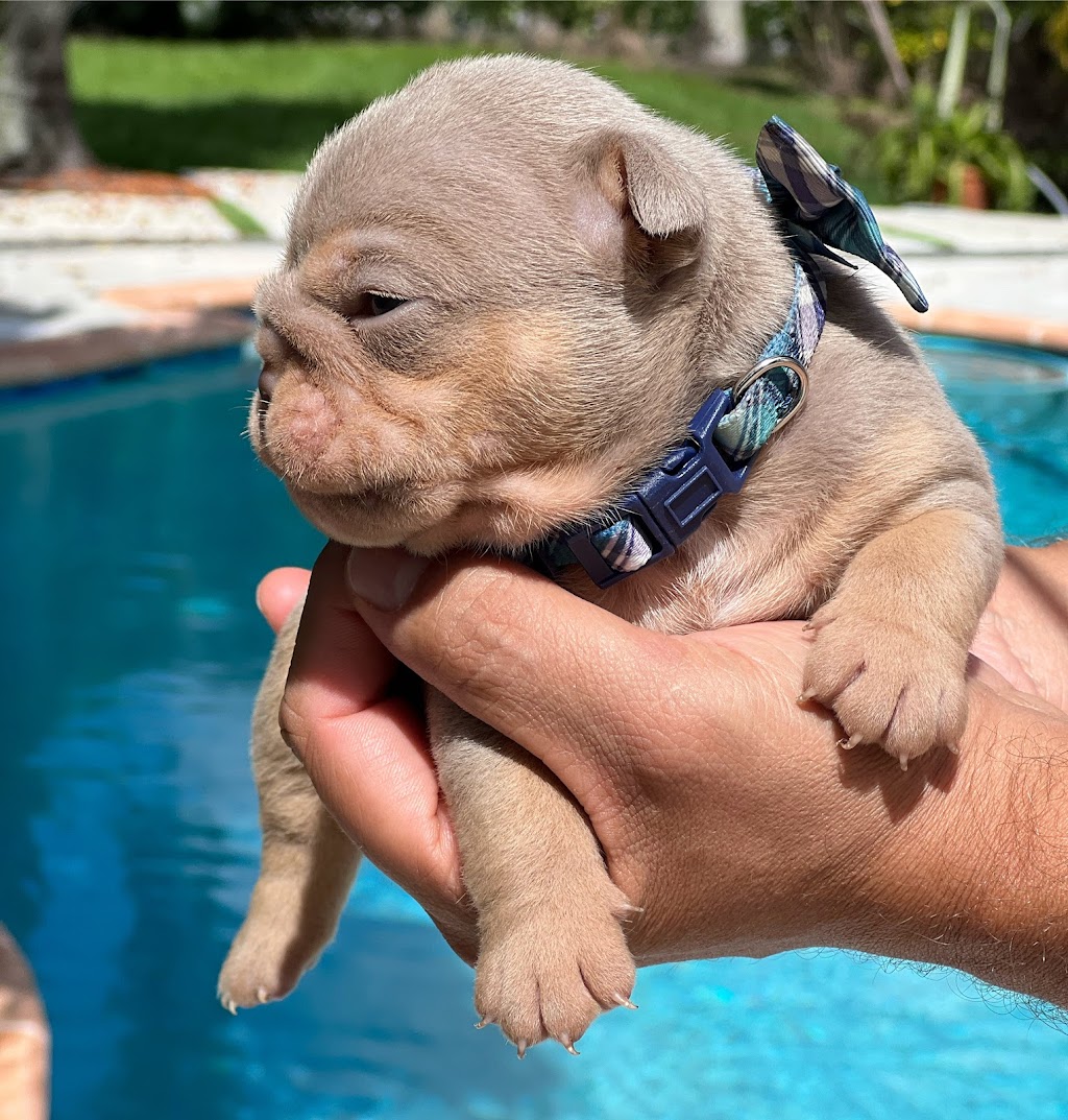 Puppy Love Florida | 773 NW 170th Terrace, Pembroke Pines, FL 33028, USA | Phone: (954) 706-1152