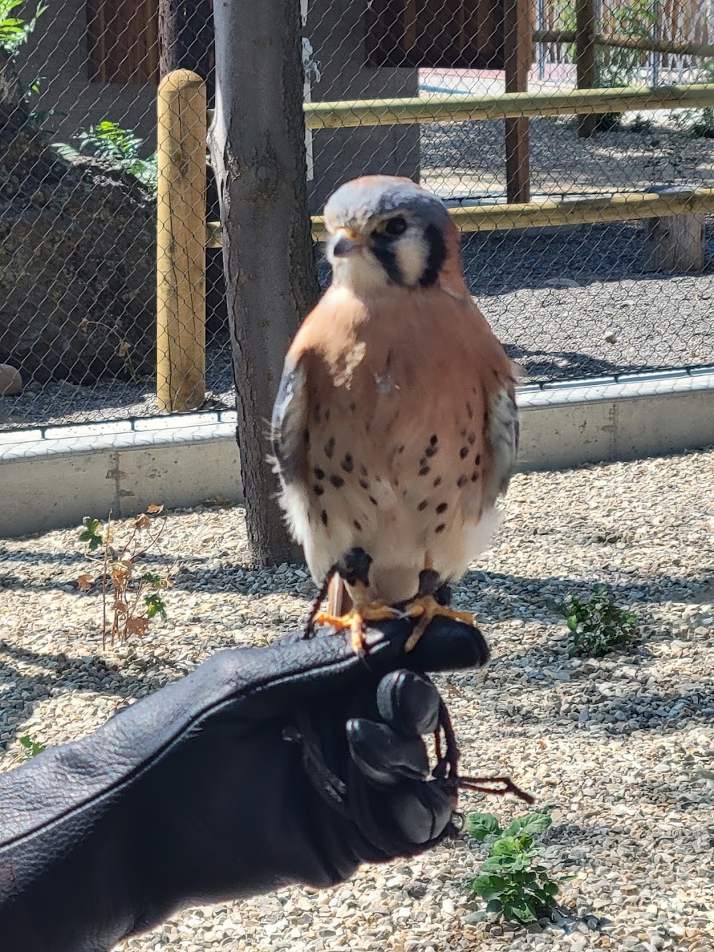 The Peregrine Funds World Center For Birds of Prey | 5668 W Flying Hawk Ln, Boise, ID 83709, USA | Phone: (208) 362-8687