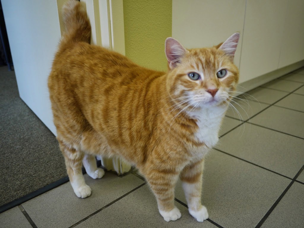 Citrus Veterinary Clinic | 2317 Foothill Blvd, La Verne, CA 91750, USA | Phone: (909) 596-1881