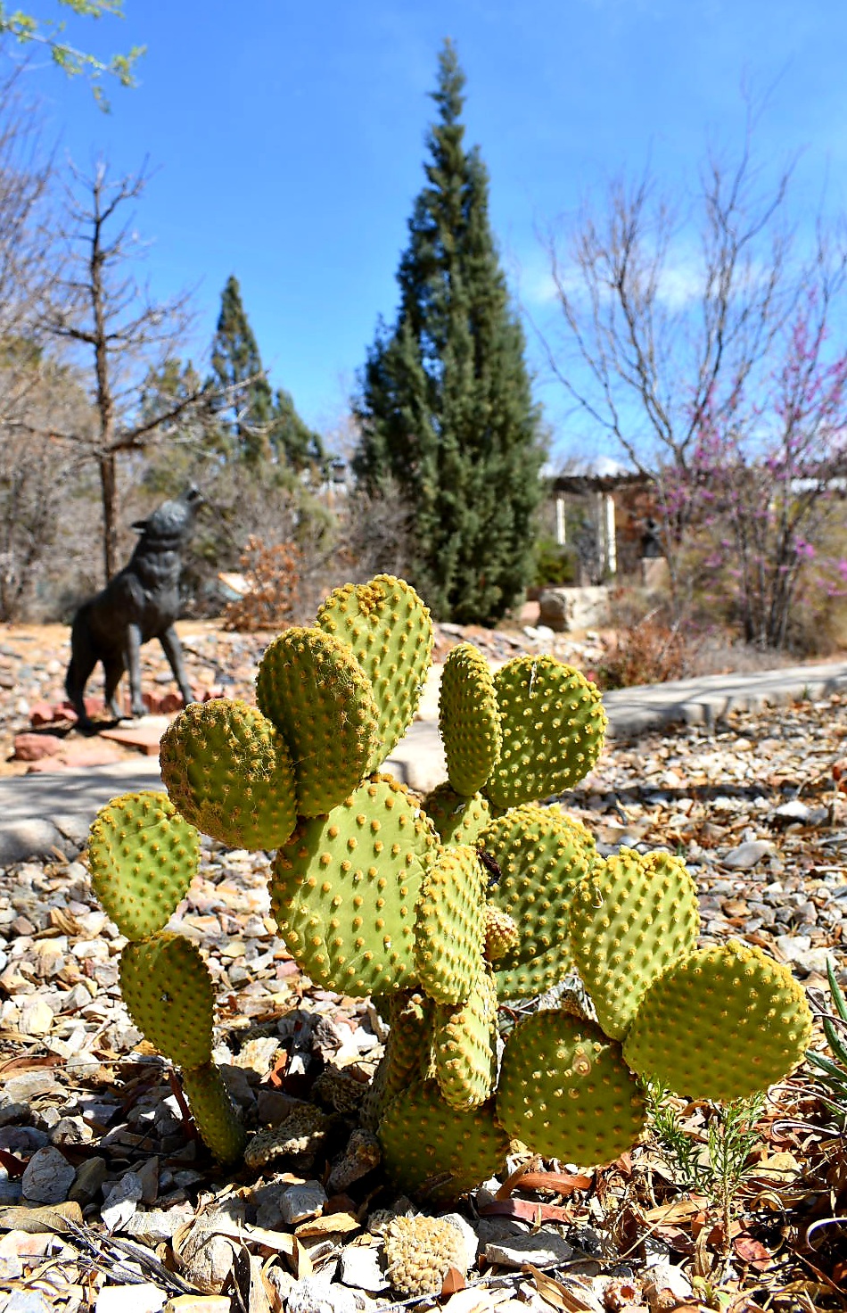 Keystone Heritage Park and the El Paso Desert Botanical Garden | 4200 Doniphan Dr, El Paso, TX 79912 | Phone: (915) 584-0563