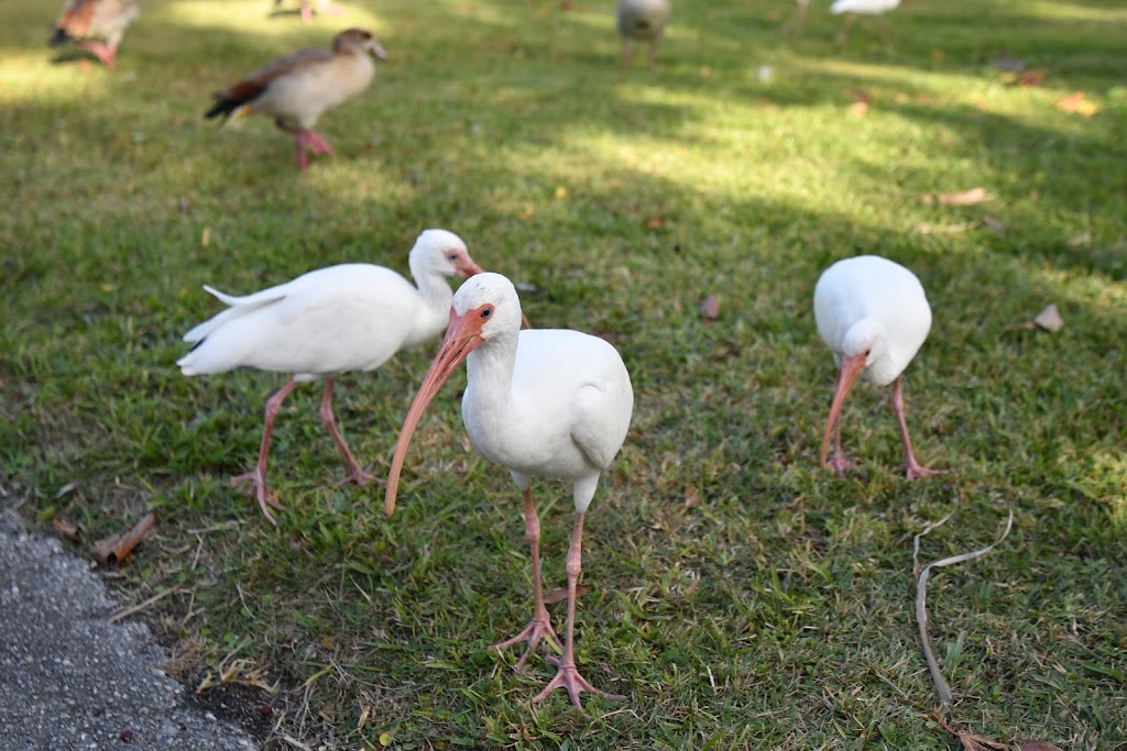 Crandon Park Ibis Shelter | Key Biscayne, FL 33149, USA | Phone: (305) 361-5421