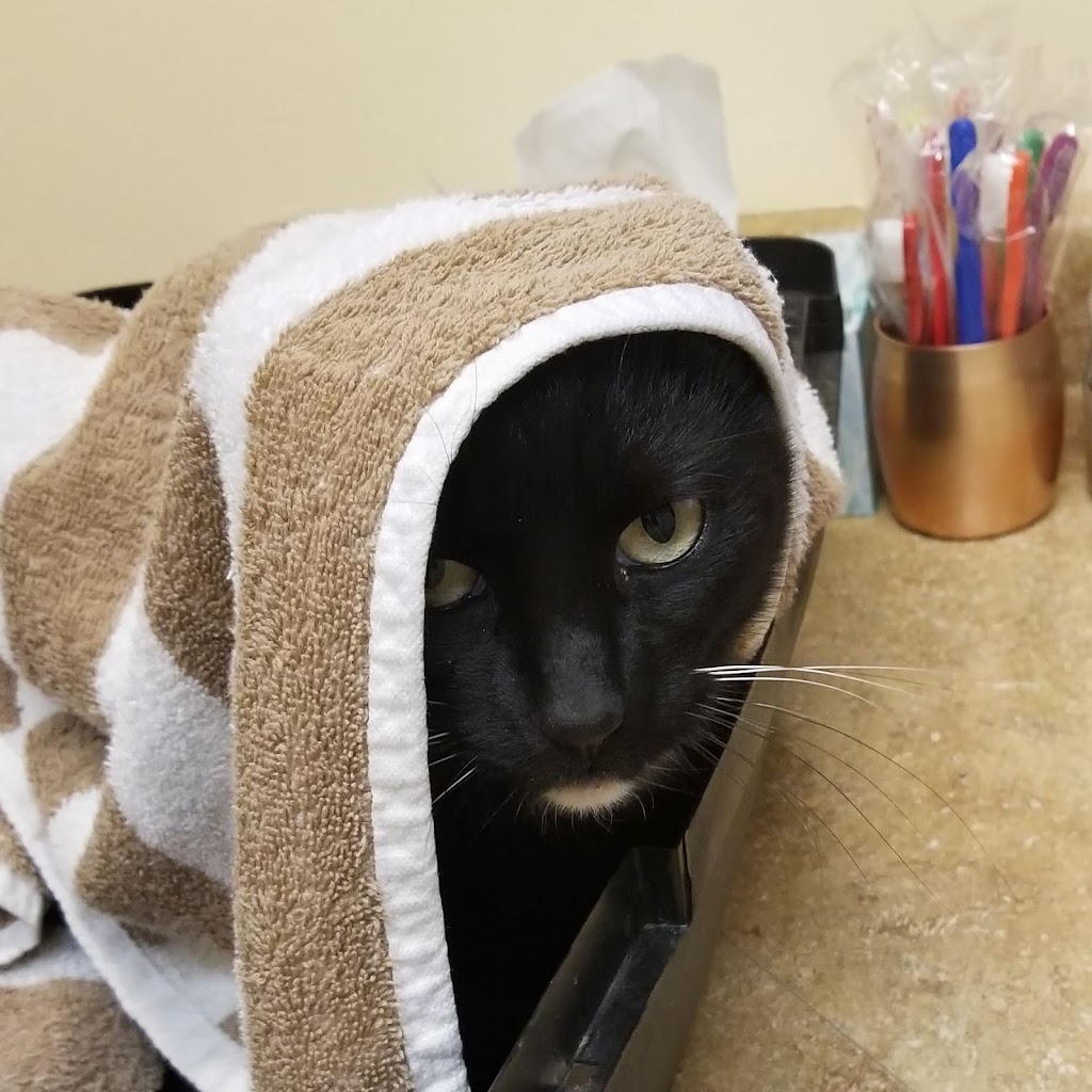 North Kenilworth Veterinary Care | 342 W McDowell Rd, Phoenix, AZ 85003, USA | Phone: (602) 374-3091