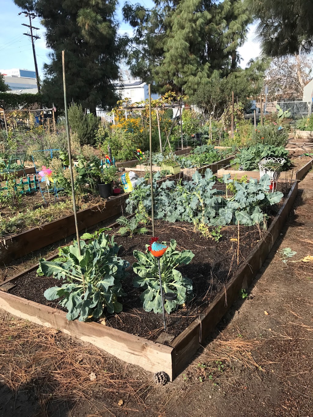 Fountain Community Gardens | 5620 Fountain Ave, Los Angeles, CA 90028, USA | Phone: (323) 387-3241