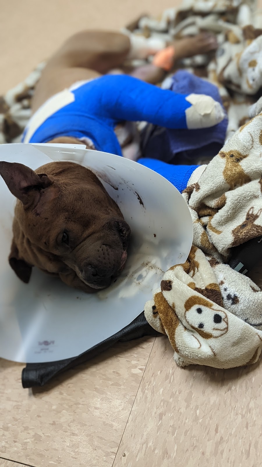 Lake Panasoffkee Animal Clinic | 1310 N County Rd 470, Lake Panasoffkee, FL 33538, USA | Phone: (352) 569-4018