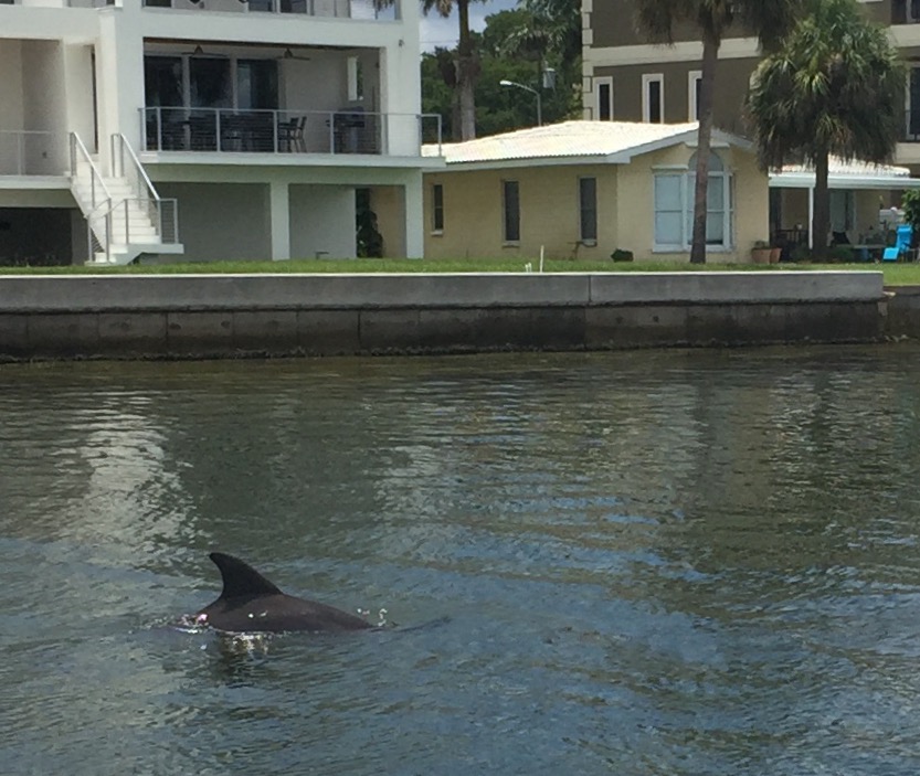 St. Petersburg Boat Charters and Tours - By Local Boat Charter | 35th Avenue NE and, Crisp Park Boat Ramp, Poplar St NE, St. Petersburg, FL 33704 | Phone: (727) 709-9333