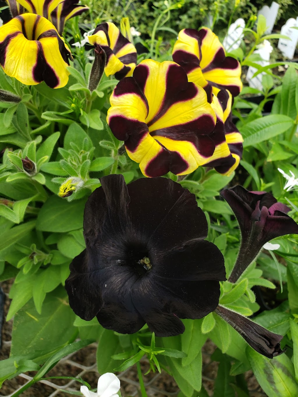 Patchwork Gardens | 2999 U.S. 35 SE, Washington Ct Hs, OH 43160, USA | Phone: (740) 335-0018 Patchwork Gardens | 2999 U.S. 35 SE, Washington Ct Hs, OH 43160, USA | Phone: (740) 335-0018