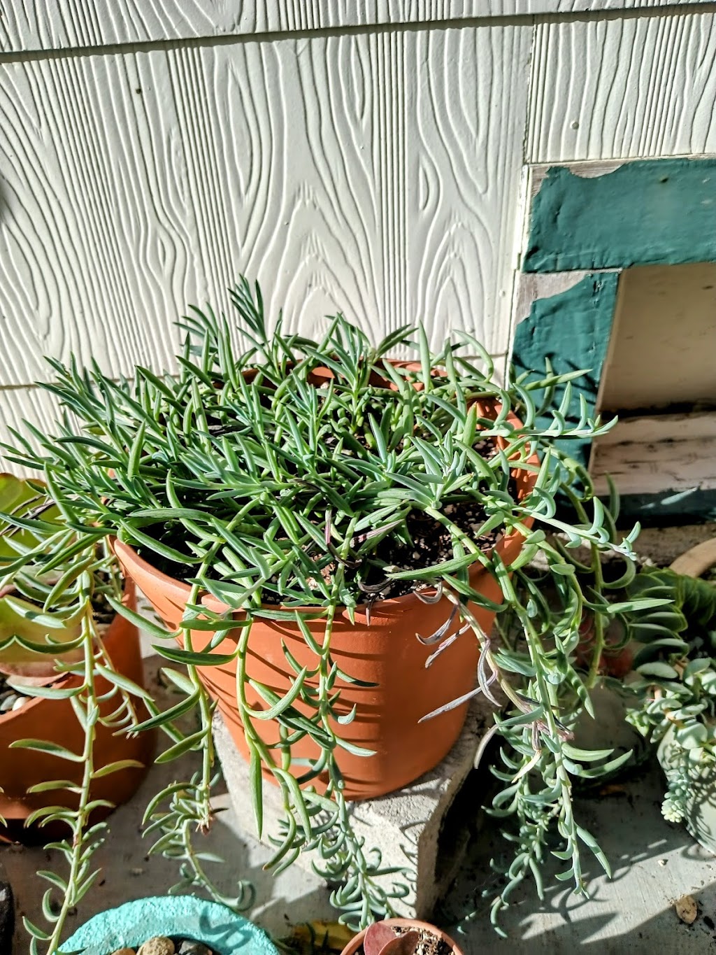 Season of Succulents | 1151 Warburton Ave, Santa Clara, CA 95050, USA | Phone: (408) 449-2654