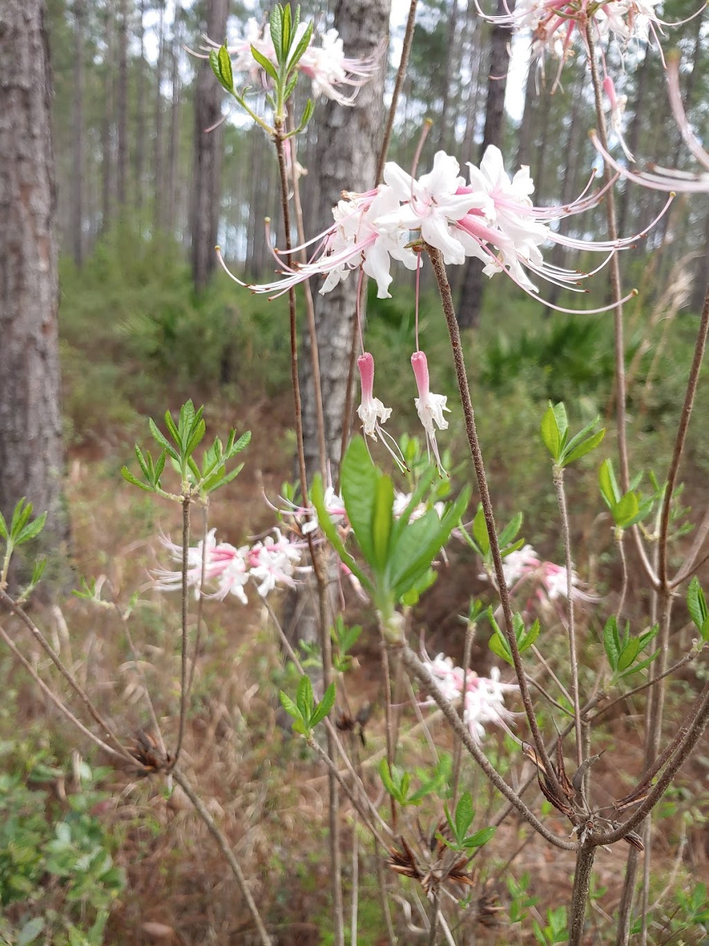 Four Creeks State Forest | 450946 FL-200, Callahan, FL 32011, USA | Phone: (904) 845-4933