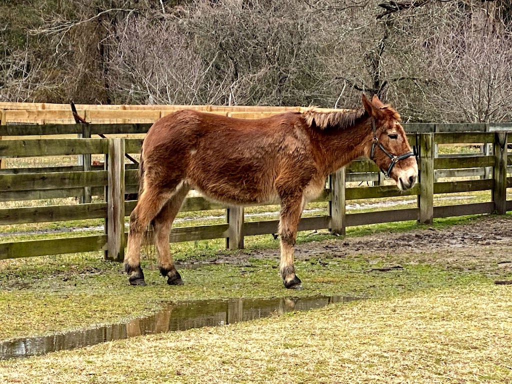 Meadow Farm Museum | 3400 Mountain Rd, Glen Allen, VA 23060, USA | Phone: (804) 652-1455