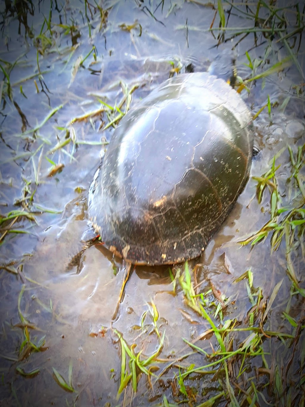 Hanging Bog Wildlife Management Area | Caneadea, NY 14717, USA | Phone: (716) 372-0645