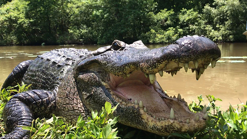 Ragin Cajun Airboat Tours | 10090 US-90, Luling, LA 70070, USA | Phone: (504) 436-8000