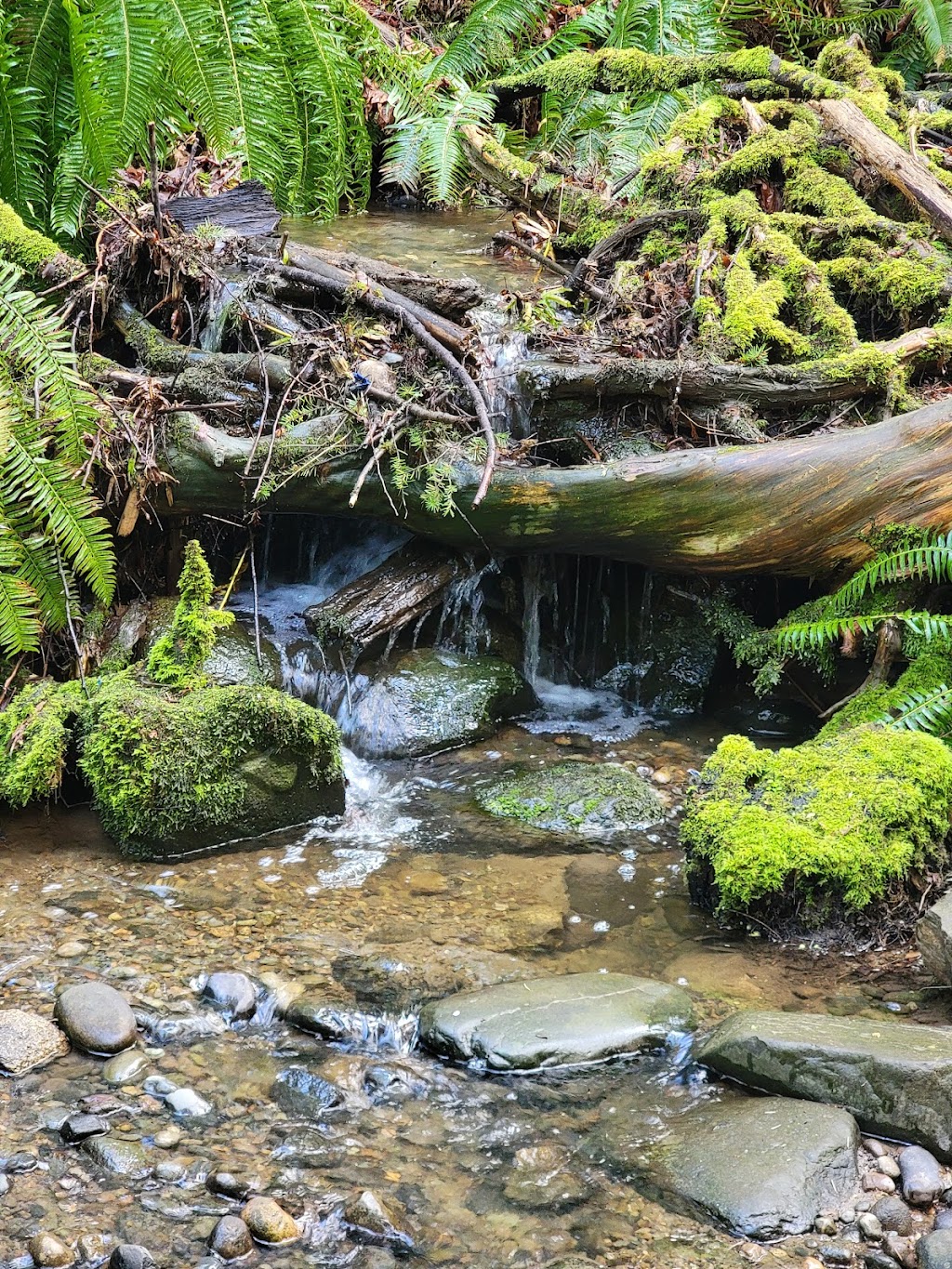 Poulsbo Wilderness Trail | 18943 Caldart Ave NE, Poulsbo, WA 98370, USA | Phone: (360) 779-9898