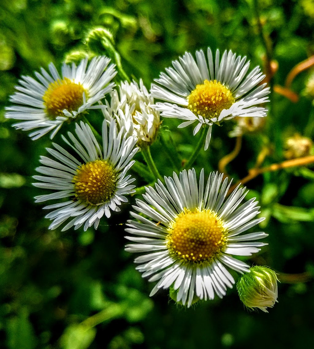 Lower Haw River State Natural Area | 160 Bynum Church Rd, Pittsboro, NC 27312, USA | Phone: (919) 715-2661