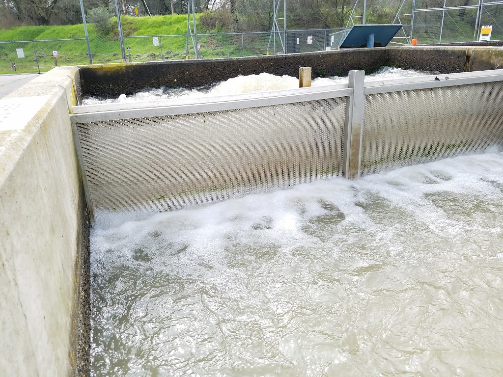 Nimbus Fish Hatchery | 2101 Nimbus Rd, Gold River, CA 95670, USA | Phone: (916) 358-2865