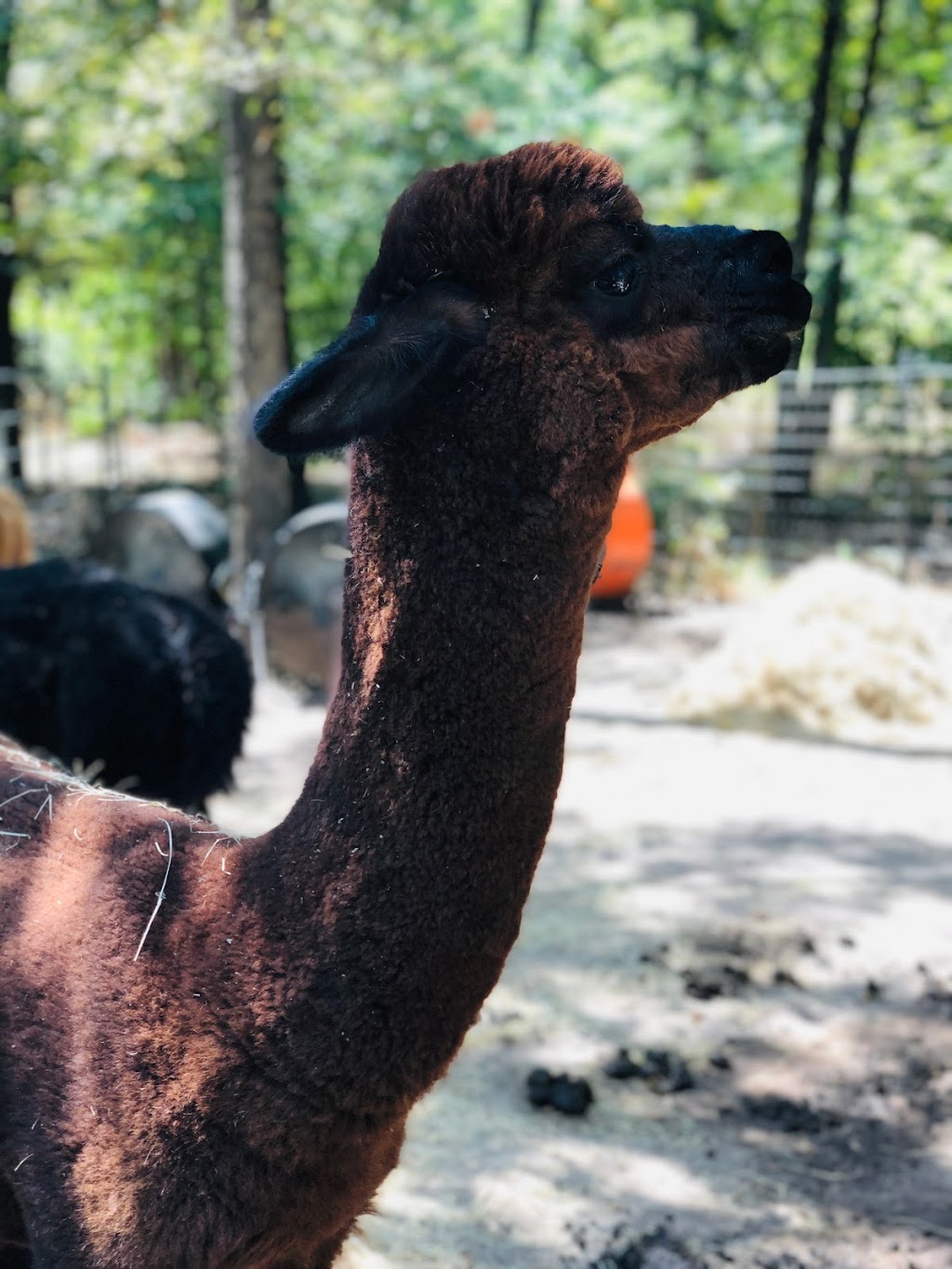 Timber Lodge Alpacas | 1241 Brooks Ln, Kaufman, TX 75142, USA | Phone: (972) 962-8317