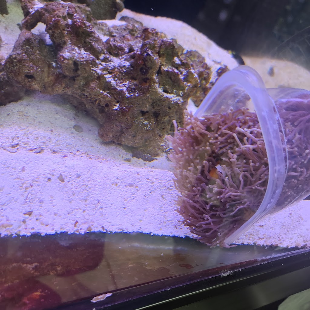 Tropical Fish Incorporated | 2982 E Colorado Blvd Learning Assistance Center, Pasadena, CA 91107, USA | Phone: (626) 449-4987